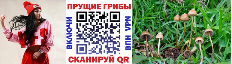 Псилоцибиновые грибы Psilocybe Лесной